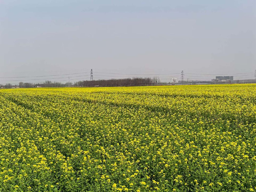 Thousands of acres of rapeseed flowers bloom in the 'hometown of silk mesh' - Hebei Chengchuang Factory hosts a spring 'golden carpet show', balancing environmental protection and safety